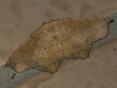 Polyacme dissimilis