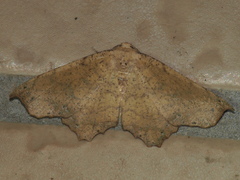 Polyacme dissimilis
