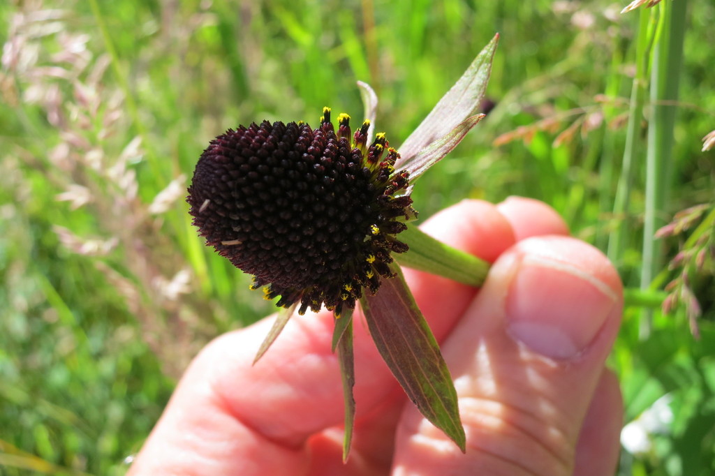 Rudbeckia sect. Macrocline