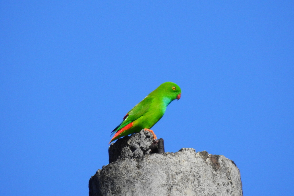 Pygmy Hanging Parrot