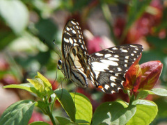 Papilio demoleus malayanus