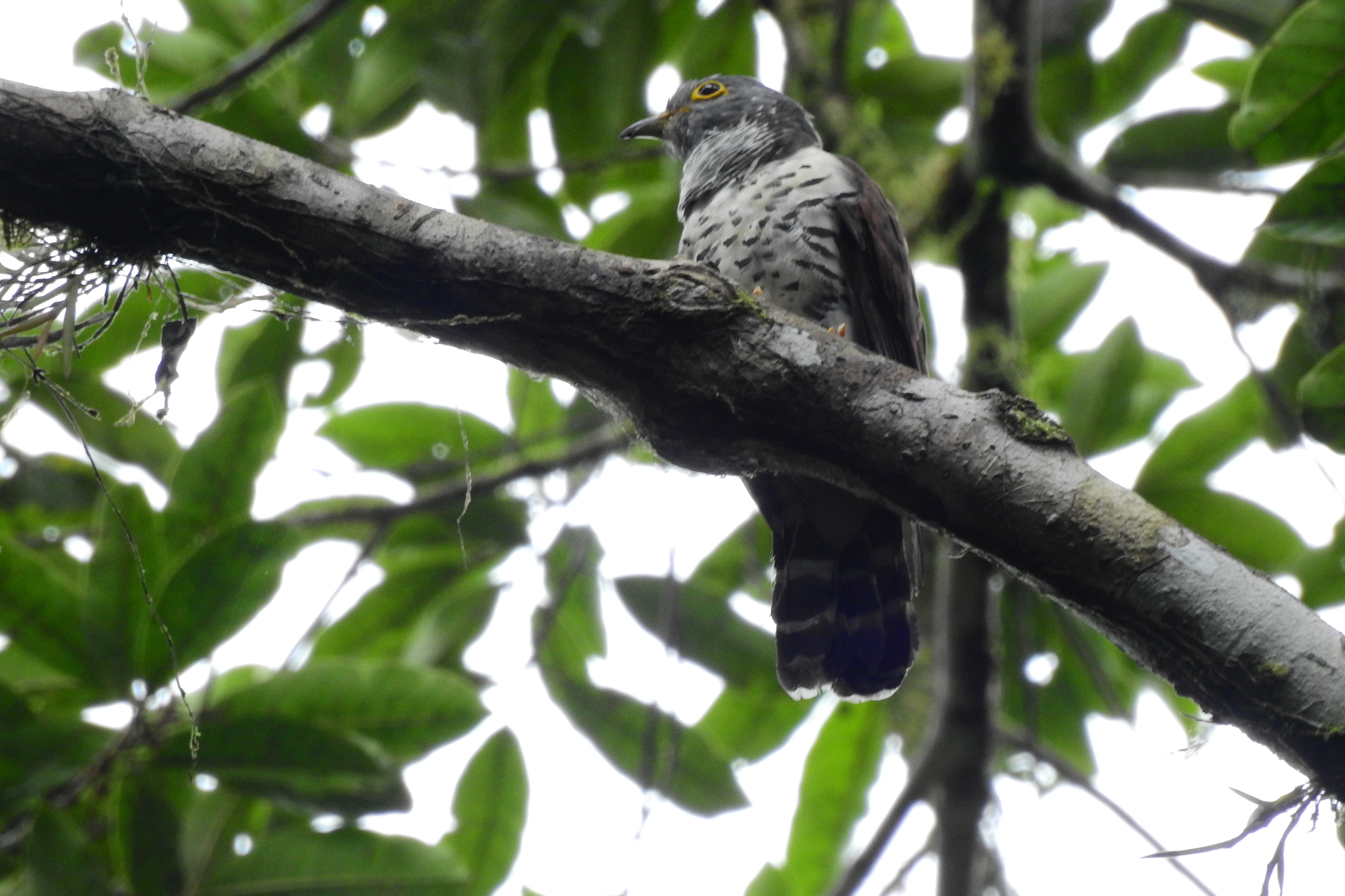 Sulawesi Cuckoo (Cuculus crassirostris), photo 2