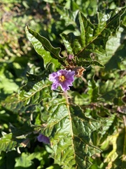 Solanum cinereum