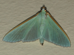 Stemorrhages amphitritalis