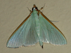 Stemorrhages amphitritalis