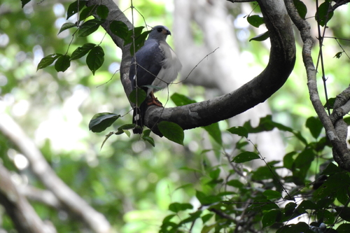 Spot-tailed Sparrowhawk (Tachyspiza trinotata), photo 2