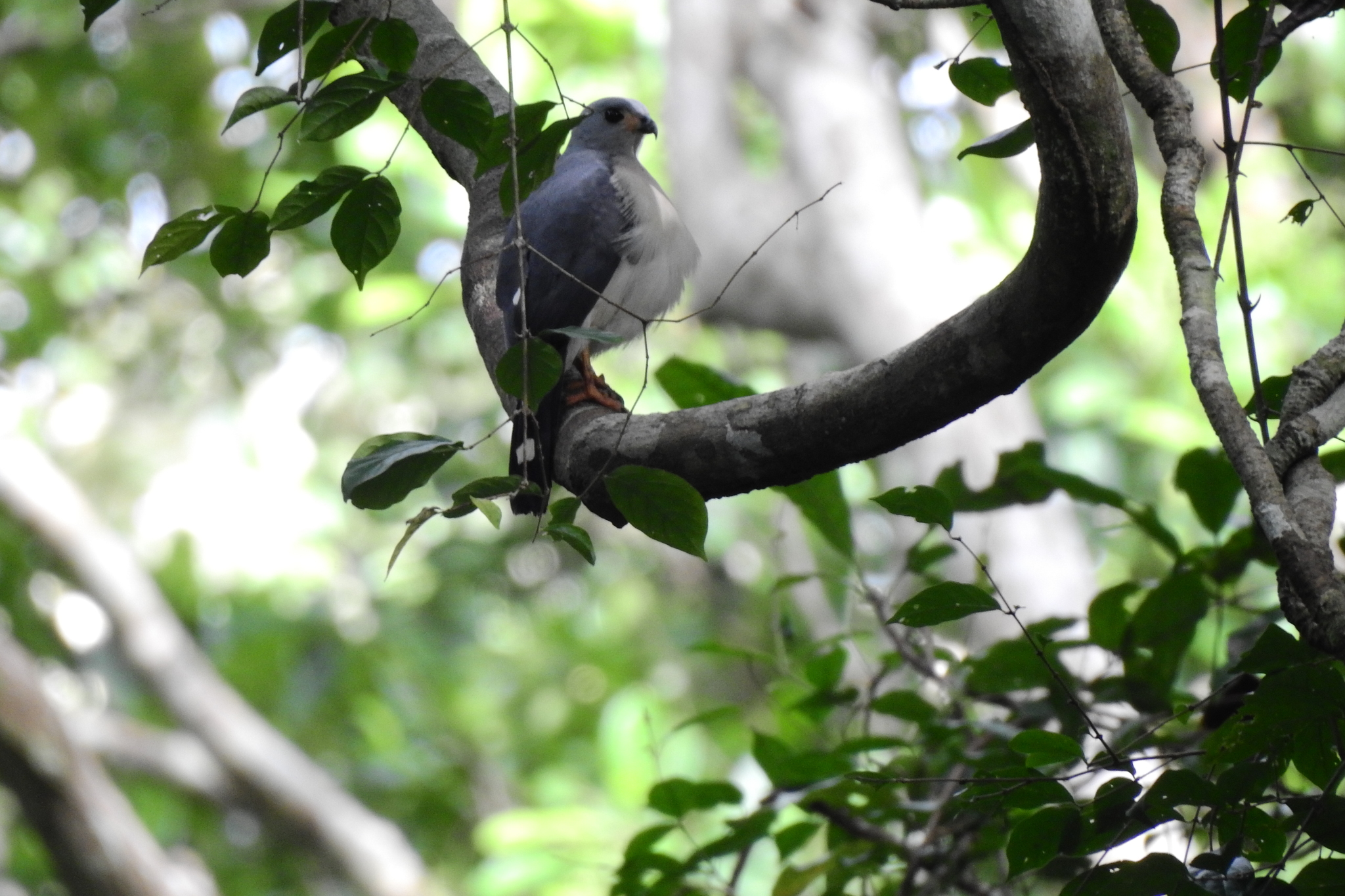 Spot-tailed Goshawk illustration