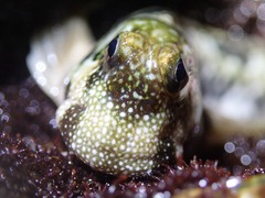 Istiblennius