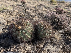 Pediocactus nigrispinus