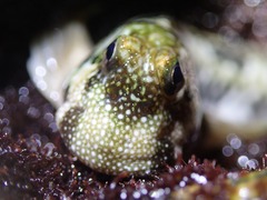 Istiblennius