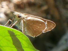 Pelopidas assamensis