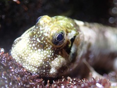 Istiblennius