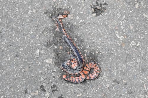 Black Pipe Snake