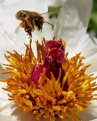 Apis mellifera