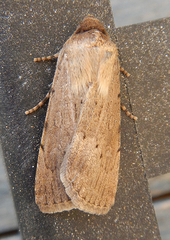 Noctuidae