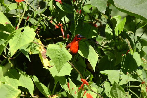 Crimson Sunbird (Aethopyga siparaja), photo 5