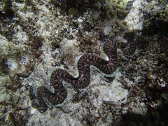 Tridacna noae