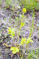 Drymocallis convallaria