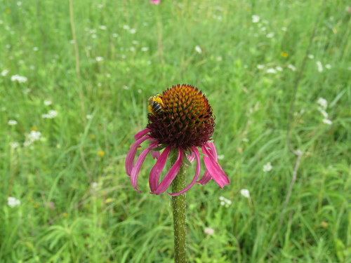Image of Topeka Purple Coneflower (Echinacea atrorubens) by no rights reserved