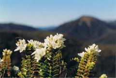 Veronica pauciramosa