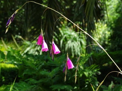 Dierama pulcherrimum