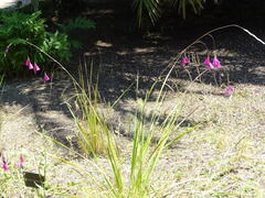 Dierama pulcherrimum