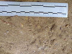 Tamias striatus