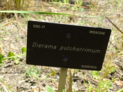 Dierama pulcherrimum