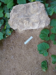 Tamias striatus