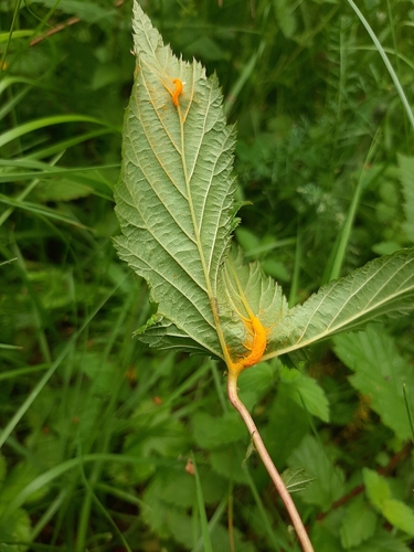 meadowsweet rust
