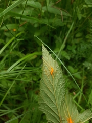 Triphragmium ulmariae