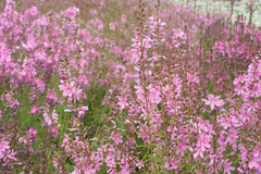 Sidalcea cusickii