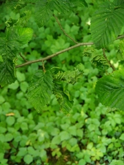 Aculops macrotrichus