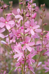 Sidalcea cusickii