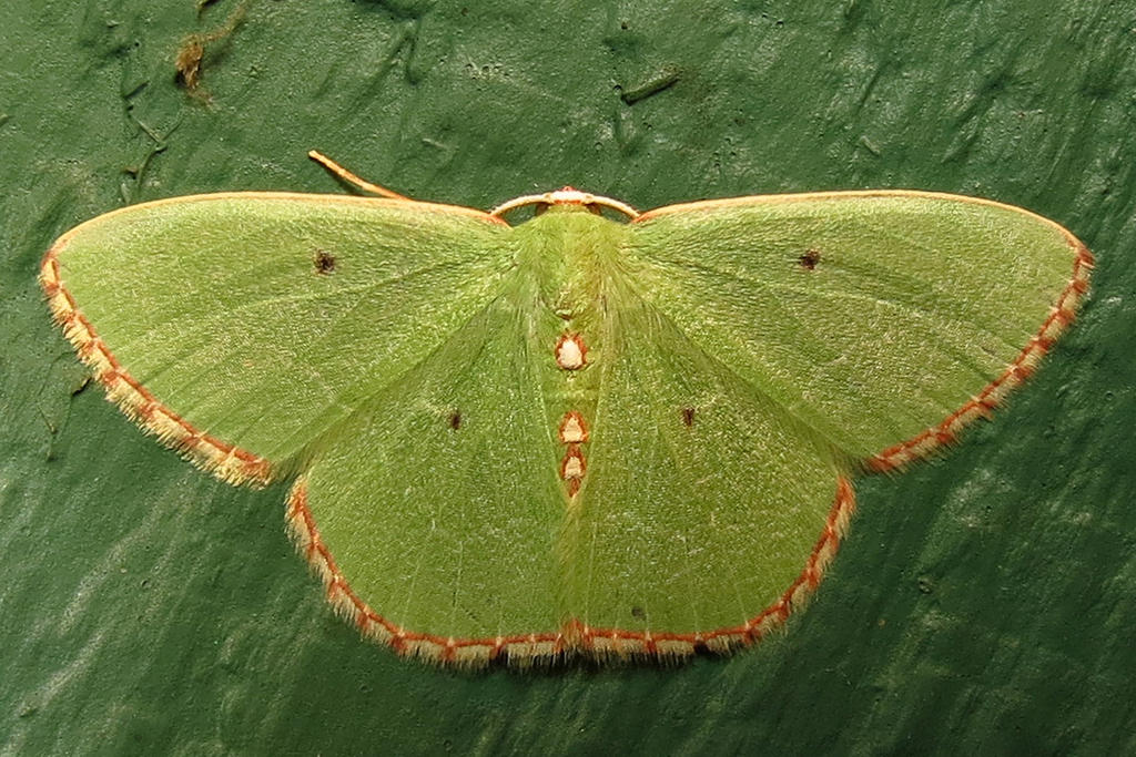 Red-bordered Emerald