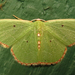 Red-bordered Emerald - Photo (c) kestrel360, some rights reserved (CC BY-NC-ND)