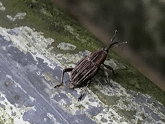 Rhabdoscelus lineaticollis