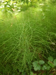 Equisetum pratense image