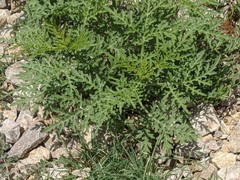 Ambrosia confertiflora