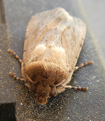 Noctuidae