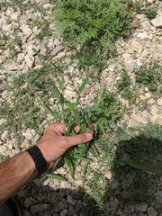 Ambrosia confertiflora