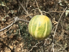 Polyclathra cucumerina