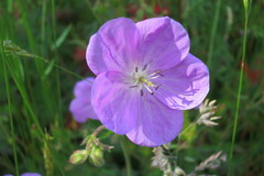 Geranium oreganum