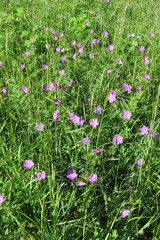 Geranium oreganum