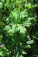 Geranium oreganum