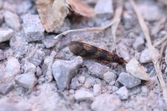 Mystacides longicornis