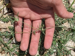 Bouteloua dactyloides