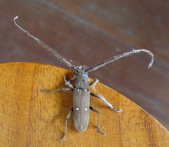 Gnatholea eburifera