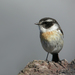 Réunion Stonechat - Photo (c) Frank Vassen, some rights reserved (CC BY)