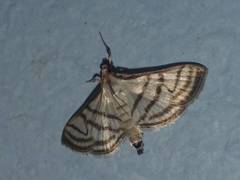 Ravanoa xiphialis